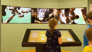 « VIS COMME UNE ABEILLE » Musée des Papillons — visuel 4
