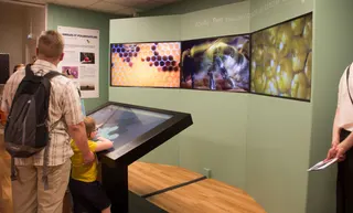 « VIS COMME UNE ABEILLE » Musée des Papillons — visuel 6