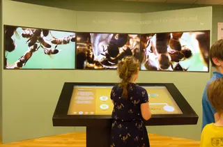 « VIS COMME UNE ABEILLE » Musée des Papillons — visuel 8