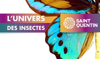 « VIS COMME UNE ABEILLE » Musée des Papillons — visuel 11