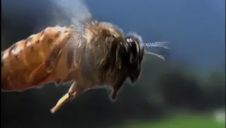 Vis comme une abeille — visuel 1