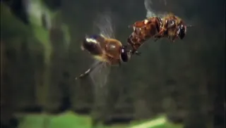 Vis comme une abeille — visuel 10
